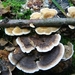 Elfenbank 07