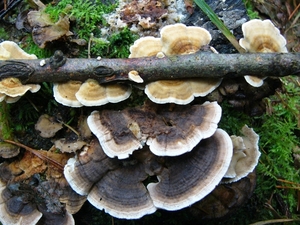 Elfenbank 07