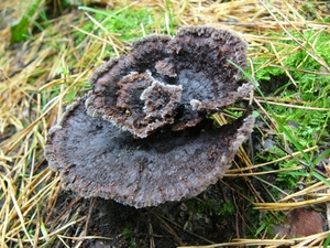 Franjezwam 03