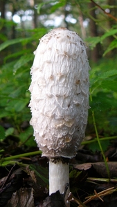 Inktzwam (Geschubde -) 14