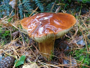 Kastanjeboleet 03