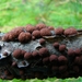 Kogelzwam (Roestbruine -) 01