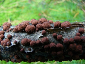 Kogelzwam (Roestbruine -) 01