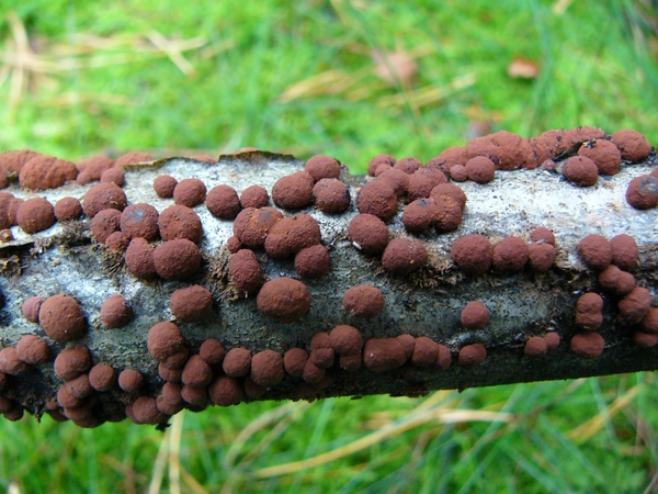 Kogelzwam (Roestbruine -) 02
