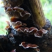 Korstzwam (Gele -) 02