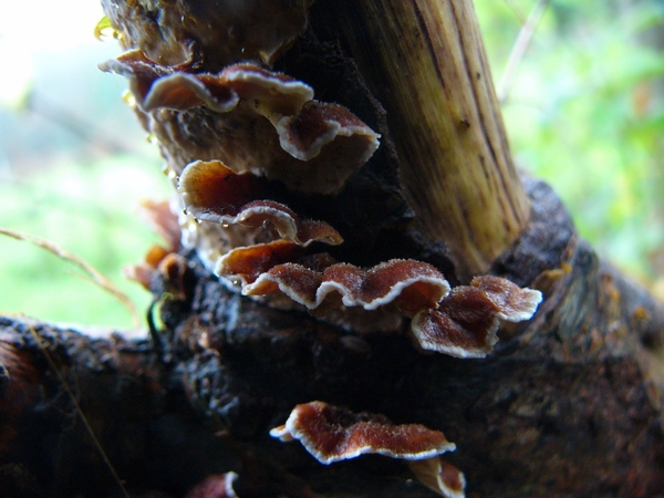 Korstzwam (Gele -) 02