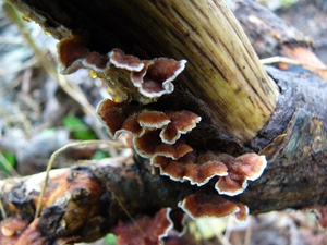 Korstzwam (Gele -) 03