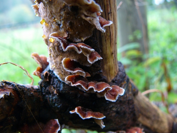 Korstzwam (Gele -) 04