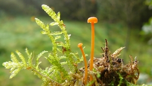 Mostrechtertje 01