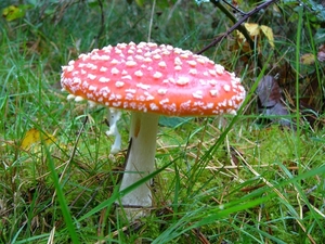 Vliegenzwam 26