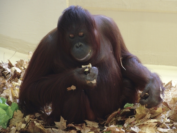 Schloss Schnbrunn - Tiergarten