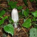 paddenstoelen 037
