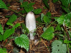 paddenstoelen 037