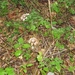 paddenstoelen 038