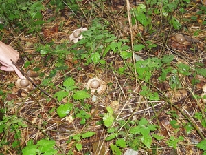 paddenstoelen 038