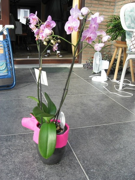 orchidee Bert