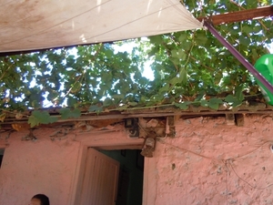 DSCN0849