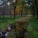 nat broek en bos
