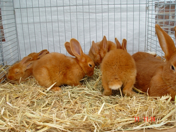 Overijse 11-06-2006 024