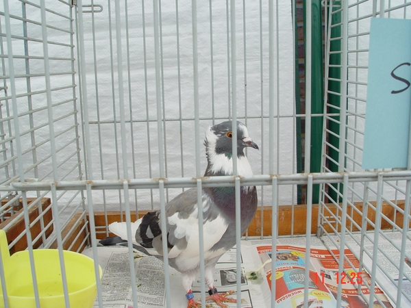 Overijse 11-06-2006 038