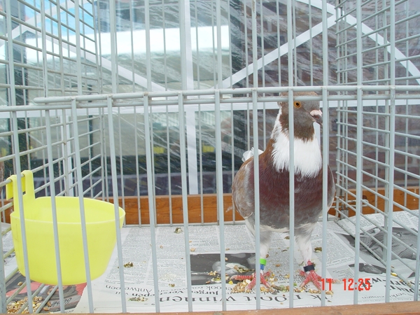 Overijse 11-06-2006 039