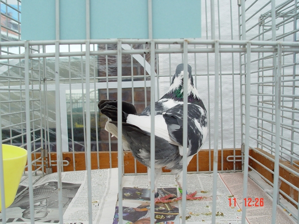 Overijse 11-06-2006 040