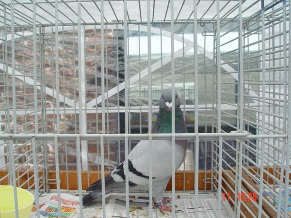 Overijse 11-06-2006 042