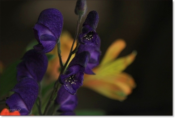 sized_Afbeelding 115