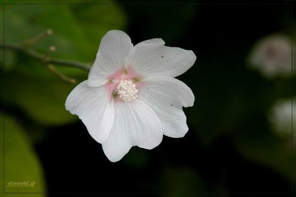 sized_Afbeelding 010