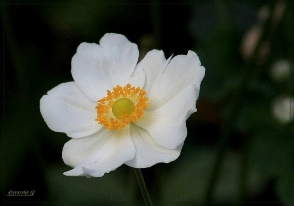 sized_Kopie van Afbeelding 094