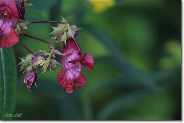 sized_Afbeelding 092