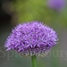 Allium