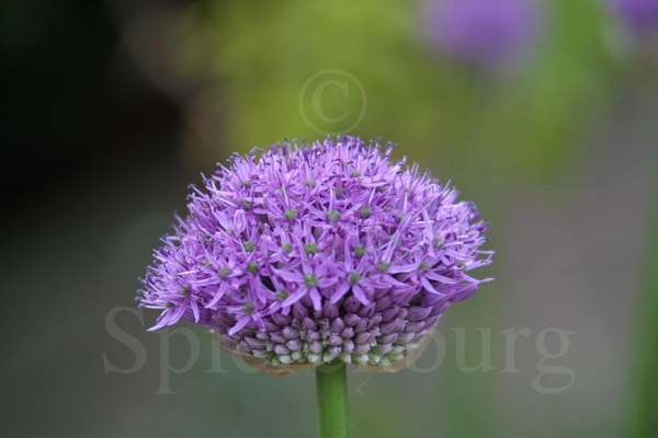 Allium