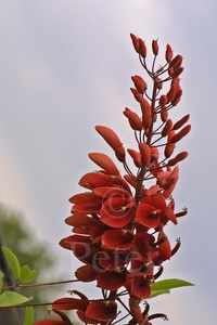 Erythrina crista-galli