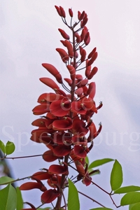 Erythrina crista-galli