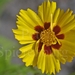 COREOPSIS Golden-Baby