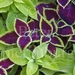 COLEUS