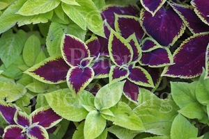 COLEUS