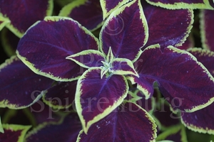 COLEUS