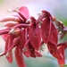 Erythrina