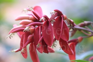 Erythrina