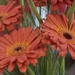 Gerbera Browny Eye