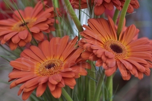 Gerbera Browny Eye