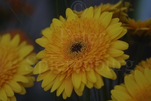 Gerbera America