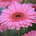 Gerbera Rico