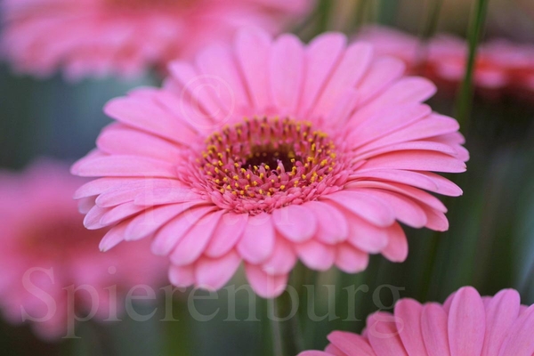 Gerbera Rico