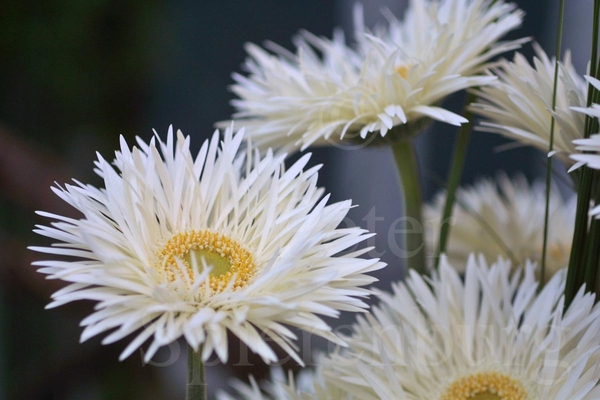 Gerbera Alaska