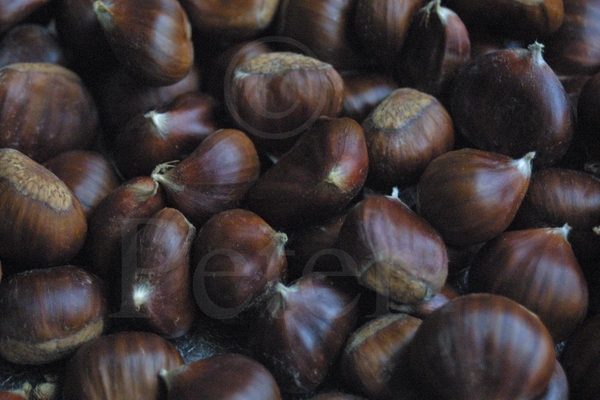 castania sativa