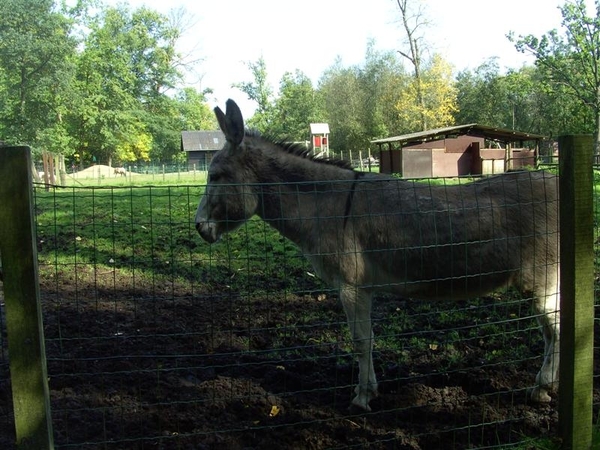 20110925.Overmere 033 (Medium)