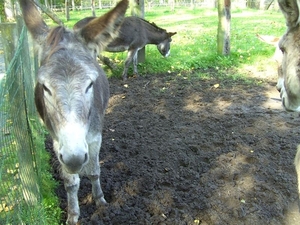 20110925.Overmere 035 (Medium)